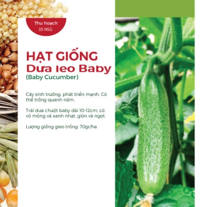 Hạt giống Dưa leo baby F1508