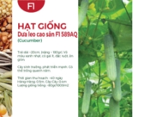 Hạt giống Dưa leo cao sản 589AQ