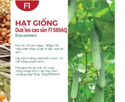 Hạt giống Dưa leo cao sản 589AQ