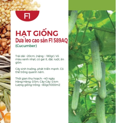 Hạt giống Dưa leo cao sản 589AQ