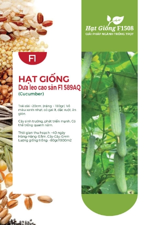 Hạt giống Dưa leo cao sản 589AQ