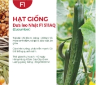Hạt giống Dưa leo Nhật F1 511AQ
