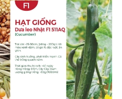 Hạt giống Dưa leo Nhật F1 511AQ