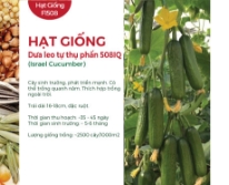 Hạt giống Dưa leo tự thụ phấn Israel F1 508HQ