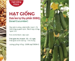 Hạt giống Dưa leo tự thụ phấn Israel F1 508HQ