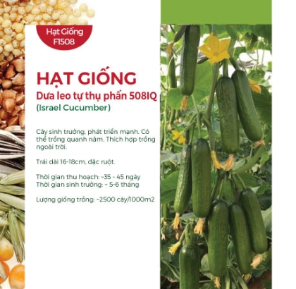 Hạt giống Dưa leo tự thụ phấn Israel F1 508HQ