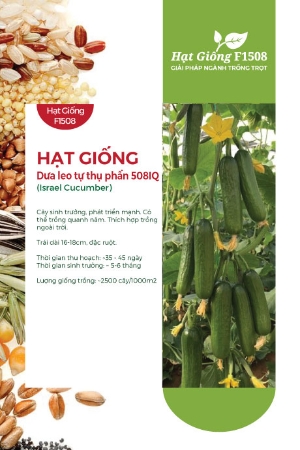 Hạt giống Dưa leo tự thụ phấn Israel F1 508HQ