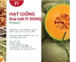 Hạt giống Dưa lưới F1 501NQ