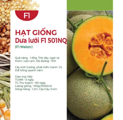 Hạt giống Dưa lưới F1 501NQ