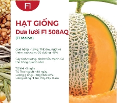 Hạt giống Dưa lưới F1 508AQ