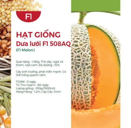 Hạt giống Dưa lưới F1 508AQ