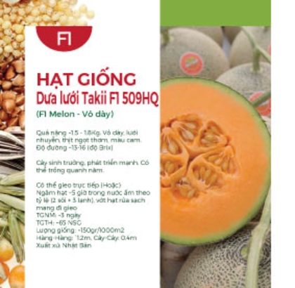 Hạt giống Dưa lưới Takii F1 509HQ Nhật Bản