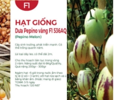 Hạt giống Dưa Pepino vàng F1 536AQ