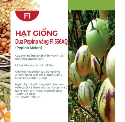 Hạt giống Dưa Pepino vàng F1 536AQ