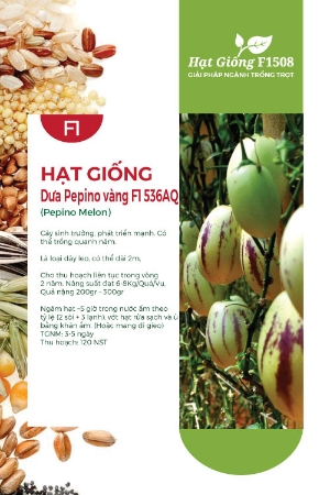 Hạt giống Dưa Pepino vàng F1 536AQ