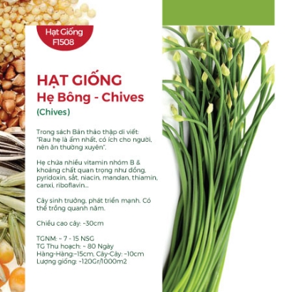 Hạt giống Hẹ bông 