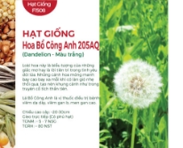 Hạt giống hoa Bồ công anh 205AQ