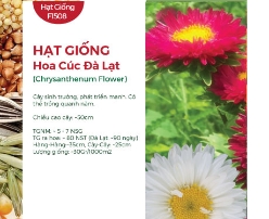Hạt giống Hoa cúc Đà Lạt