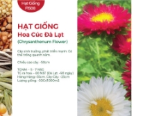 Hạt giống Hoa cúc Đà Lạt - Gói 20Gr