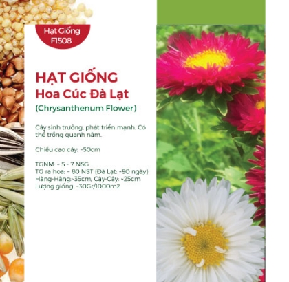 Hạt giống Hoa cúc Đà Lạt - Gói 20Gr