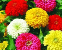 Hạt giống Hoa Cúc lá nhám mix