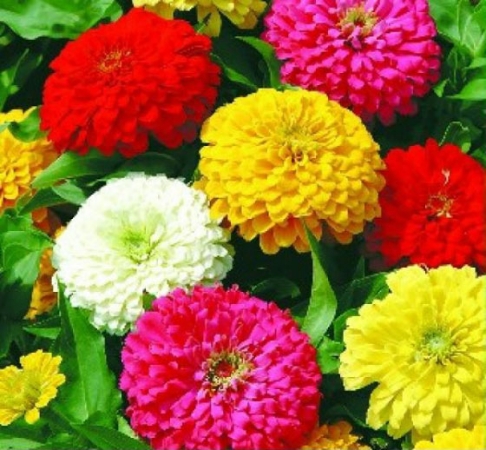 Hạt giống Hoa Cúc lá nhám mix