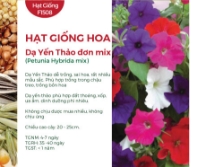 Hạt giống Hoa dạ yến thảo mix