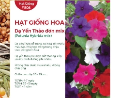 Hạt giống Hoa dạ yến thảo mix