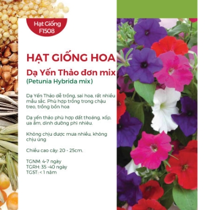 Hạt giống Hoa dạ yến thảo mix