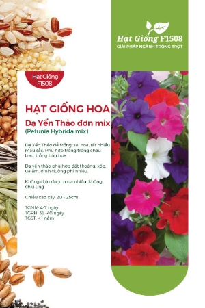 Hạt giống Hoa dạ yến thảo mix