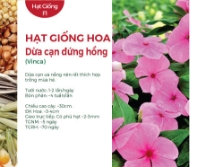 Hạt giống Hoa Dừa cạn đứng hồng
