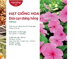 Hạt giống Hoa Dừa cạn đứng hồng