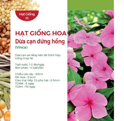Hạt giống Hoa Dừa cạn đứng hồng