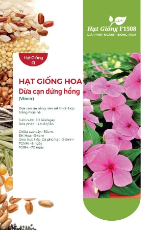 Hạt giống Hoa Dừa cạn đứng hồng
