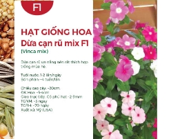 Hạt giống Hoa Dừa cạn rũ mix F1