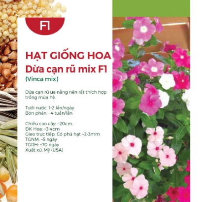 Hạt giống Hoa Dừa cạn rũ mix F1