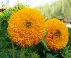 Hạt giống Hoa hướng dương cánh mịn lùn 40cm RD