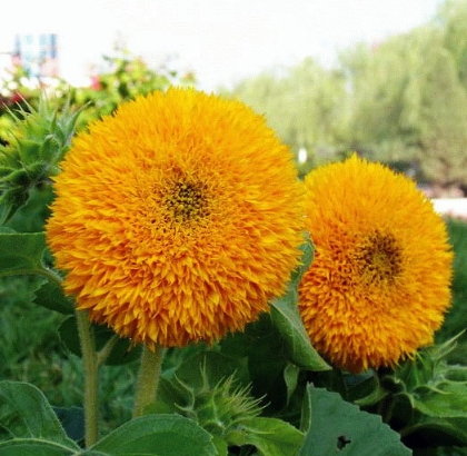 Hạt giống Hoa hướng dương cánh mịn lùn 40cm RD