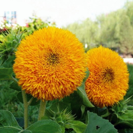 Hạt giống Hoa hướng dương cánh mịn lùn 40cm RD