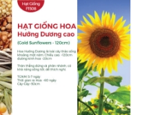 Hạt giống Hoa hướng dương cao 282AQ