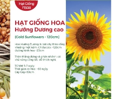 Hạt giống Hoa hướng dương cao 282AQ