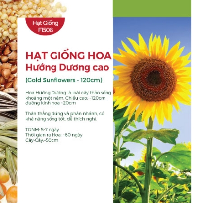 Hạt giống Hoa hướng dương cao 282AQ