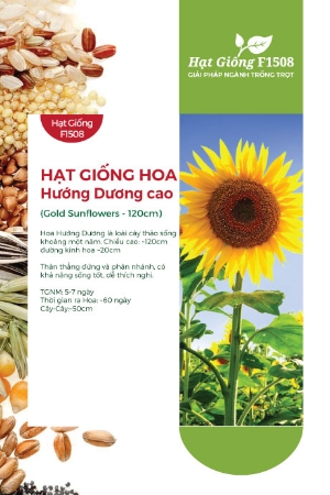 Hạt giống Hoa hướng dương cao 282AQ
