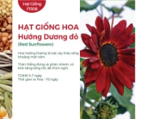 Hạt giống Hoa hướng dương đỏ