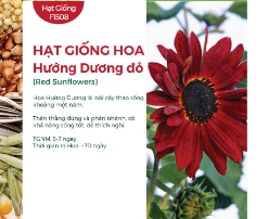 Hạt giống Hoa hướng dương đỏ