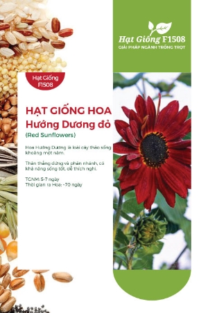 Hạt giống Hoa hướng dương đỏ