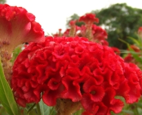 Hạt giống Hoa Mào Gà búa đỏ nhung
