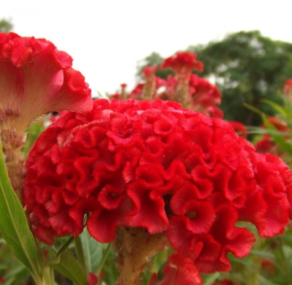 Hạt giống Hoa Mào Gà búa đỏ nhung