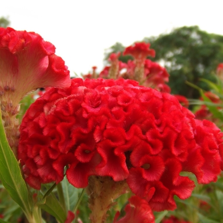 Hạt giống Hoa Mào Gà búa đỏ nhung