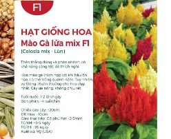 Hạt giống hoa Mào gà lửa mix F1